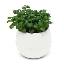 Load image into Gallery viewer, Creative Eco-friendly Colourful Mini Round Plastic Plant Flower Pot Garden Home Office Decor Planter